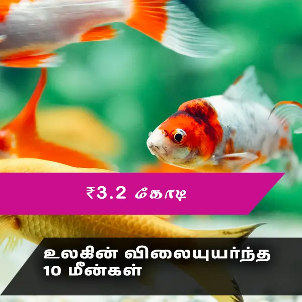 top 10 most expensive fish